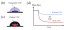 Passive anti-leakage of blue light for phosphor-converted white LEDs with crystal nanocellulose materials figure